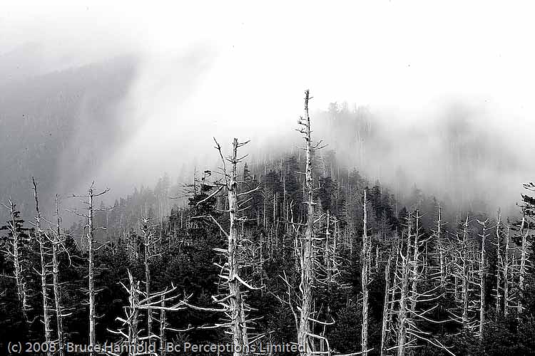 CLINGMAN'S TREES